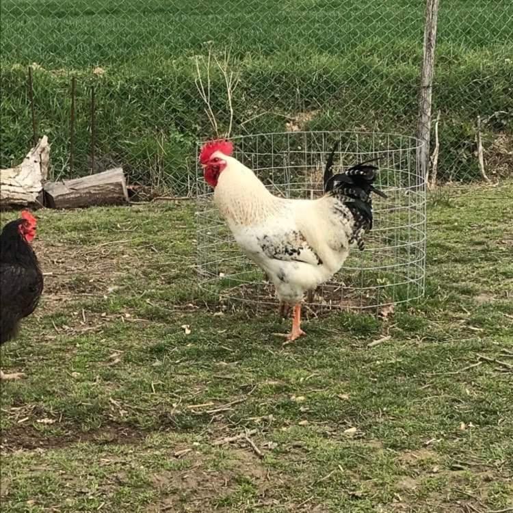Domaine Des Gallinaces Chalet Sussex 2-4P Marigny-les-Reullee Esterno foto
