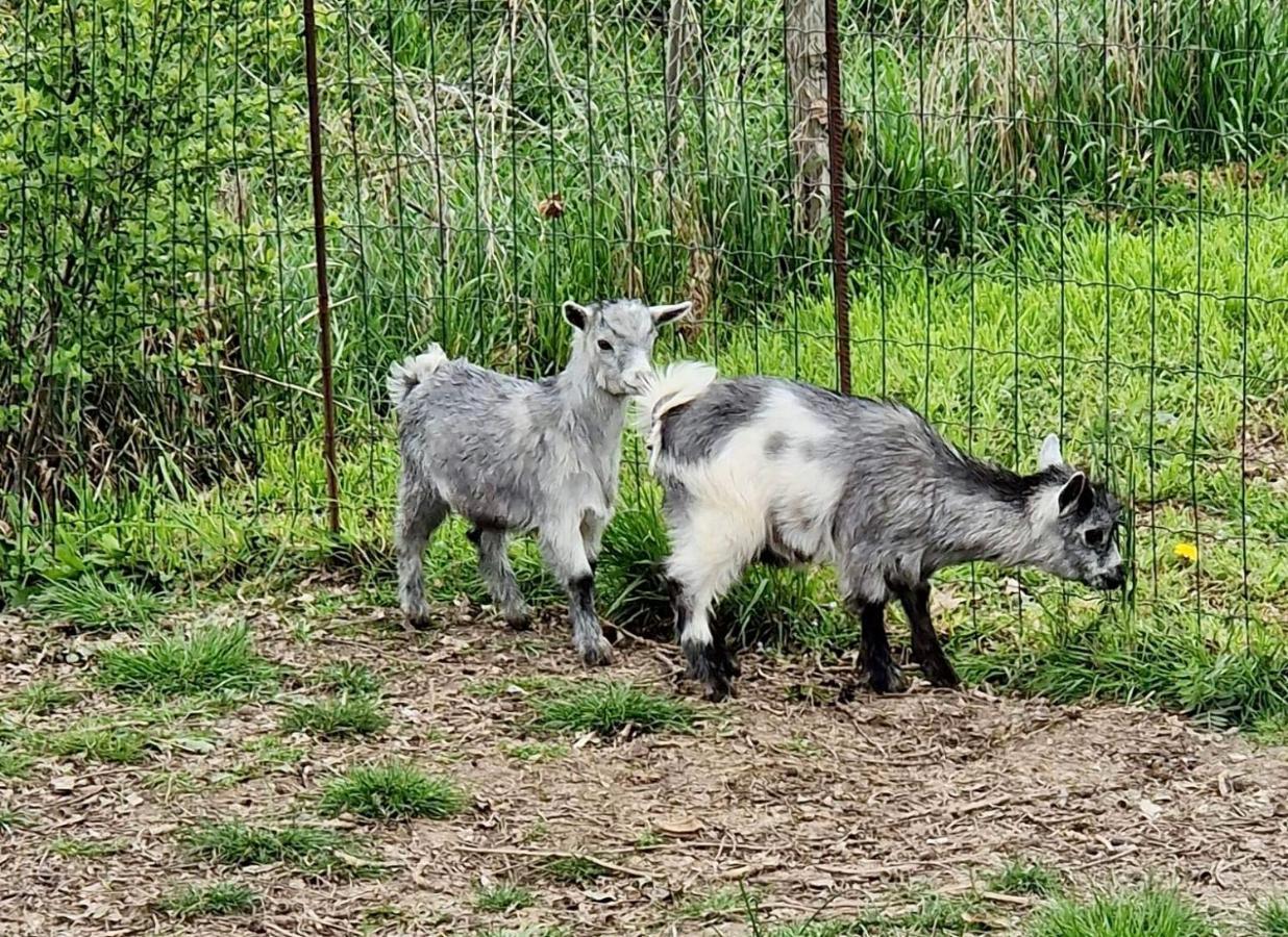 Domaine Des Gallinaces Chalet Sussex 2-4P Marigny-les-Reullee Esterno foto